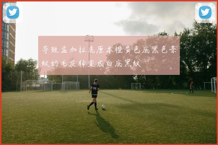 导致孟加拉虎原本橙黄色底黑色条纹的毛发转变成白底黑纹